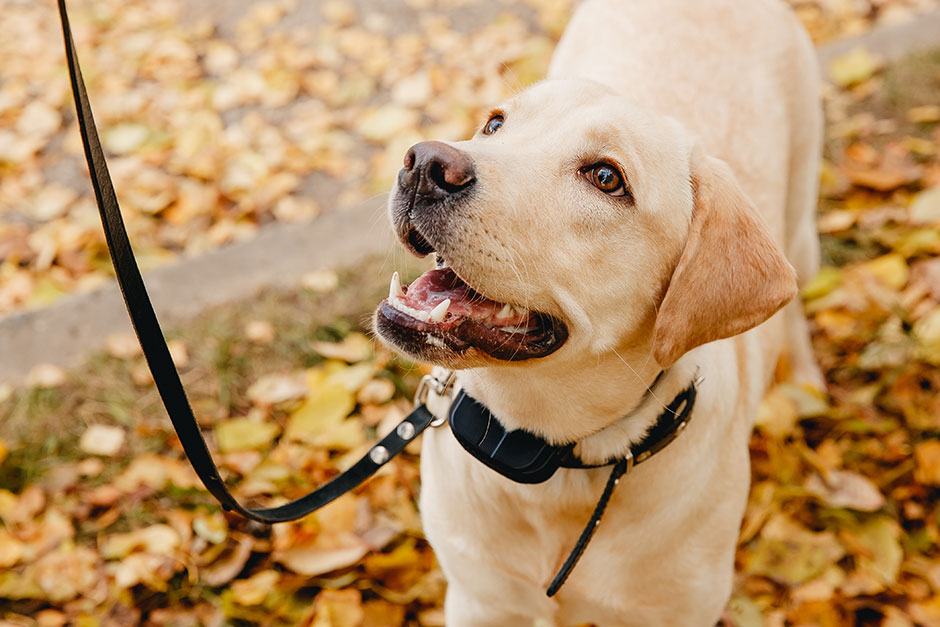 anti-bark-collar-for-dogs