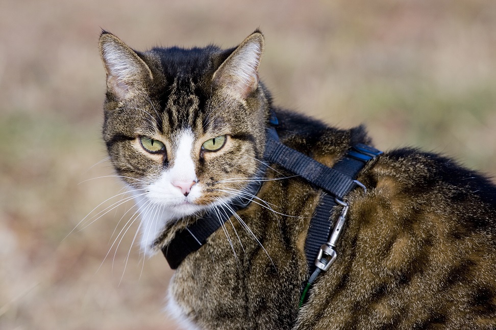 how-to-get-a-cat-used-to-a-harness