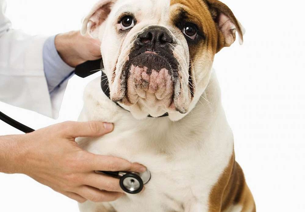 Congenital-heart-disease-in-dogs