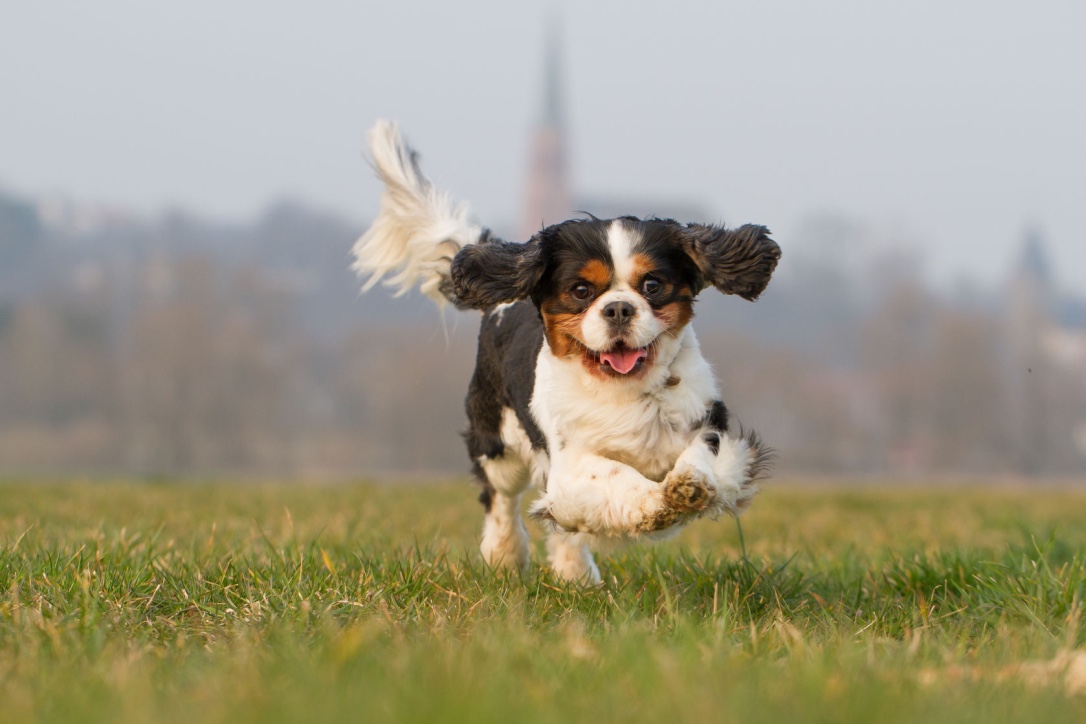 Degenerative-valve-disease-in-dogs