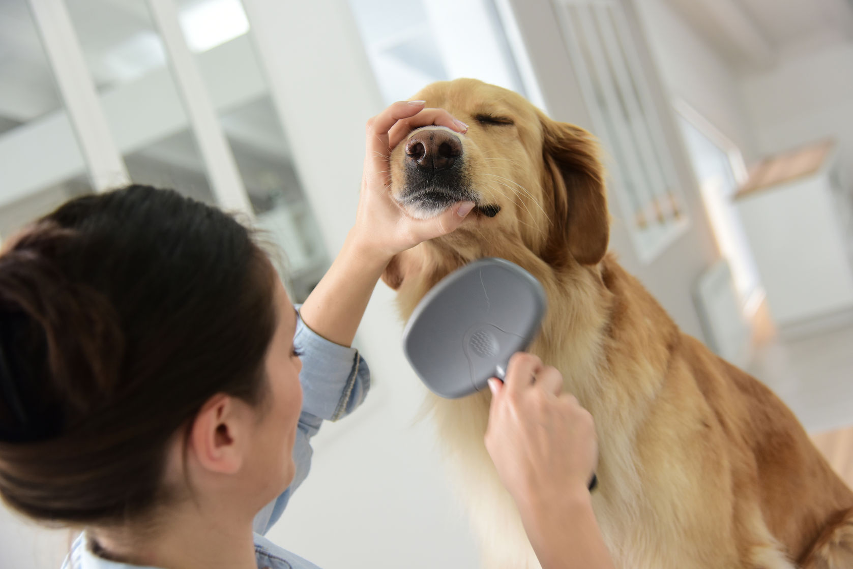 How-to-brush-your-dog