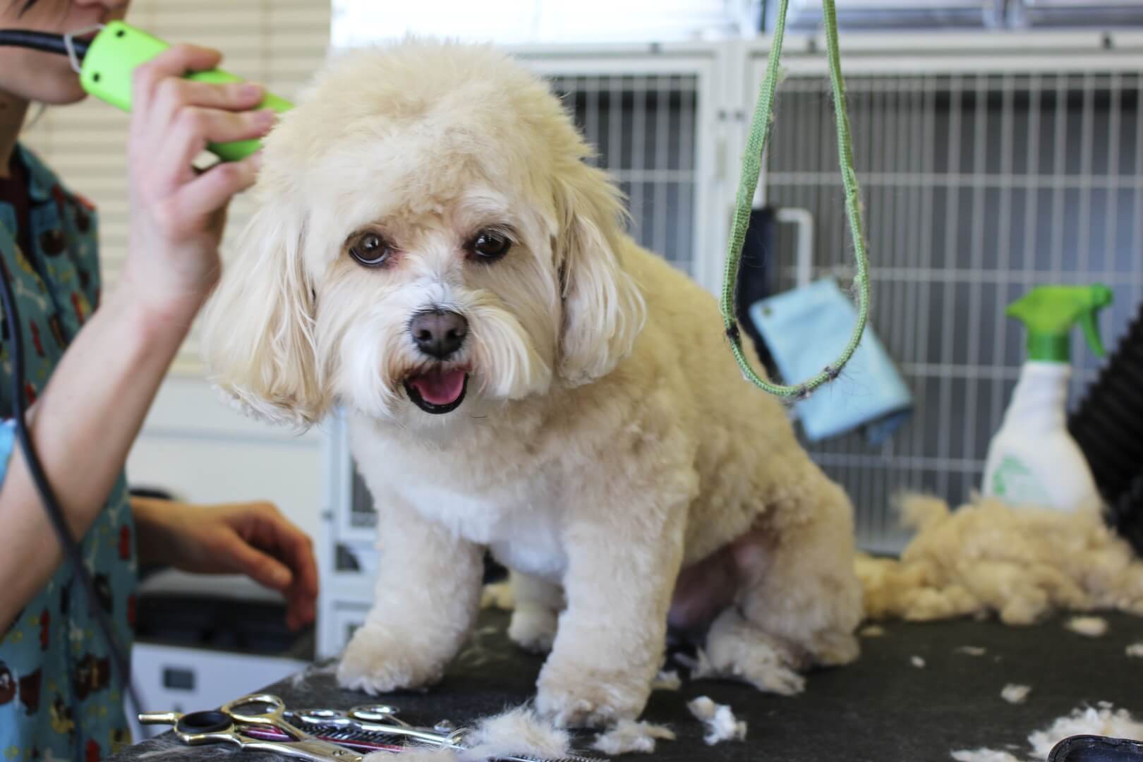 How-to-choose-a-dog-groomer