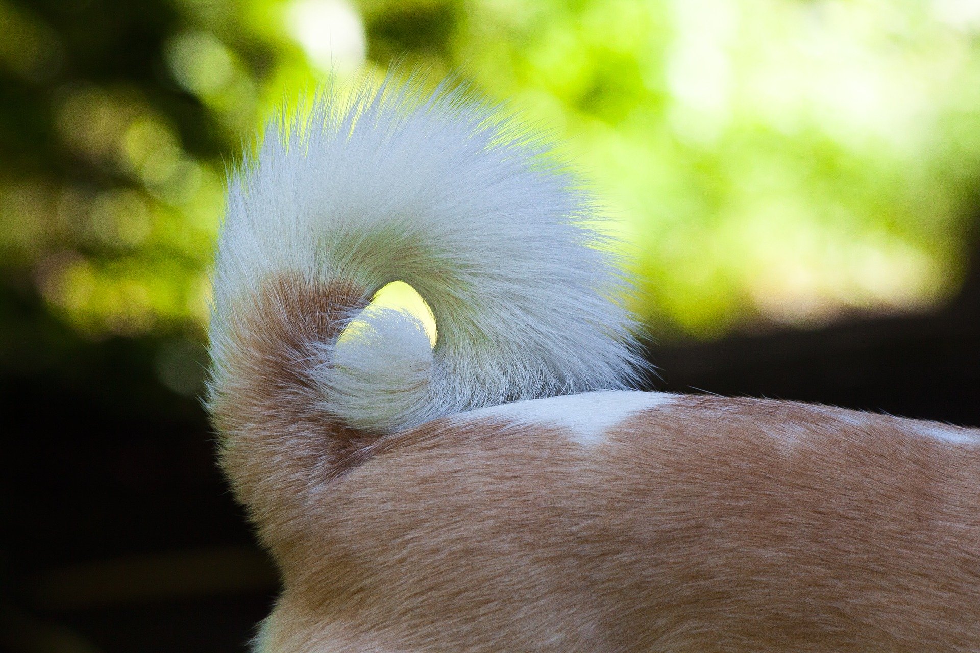 Tail-Injuries-in-Dogs
