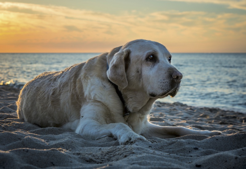 aging-in-dogs