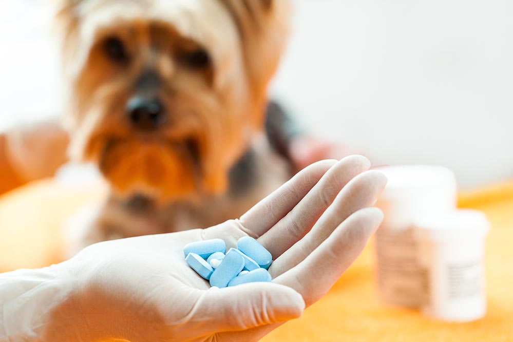 anti-flea-pills-for-dogs