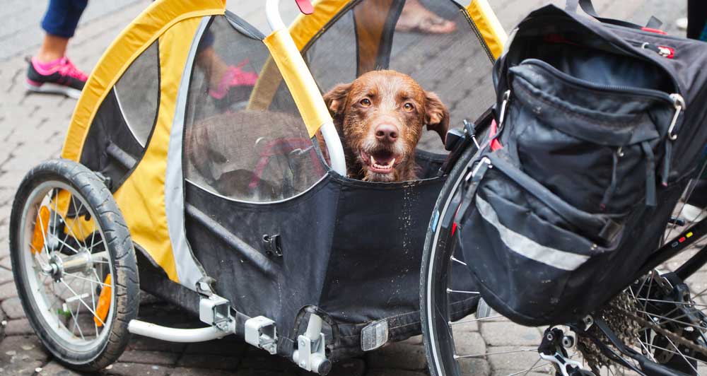 bicycle-trailer-for-dogs