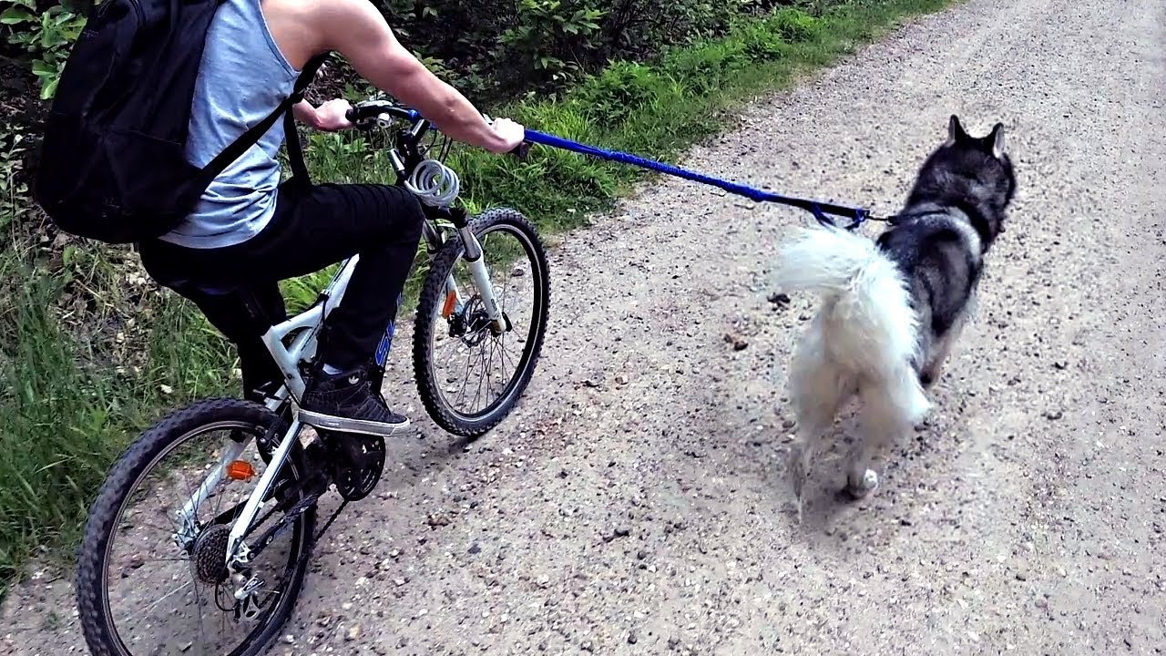 bike-with-dogs