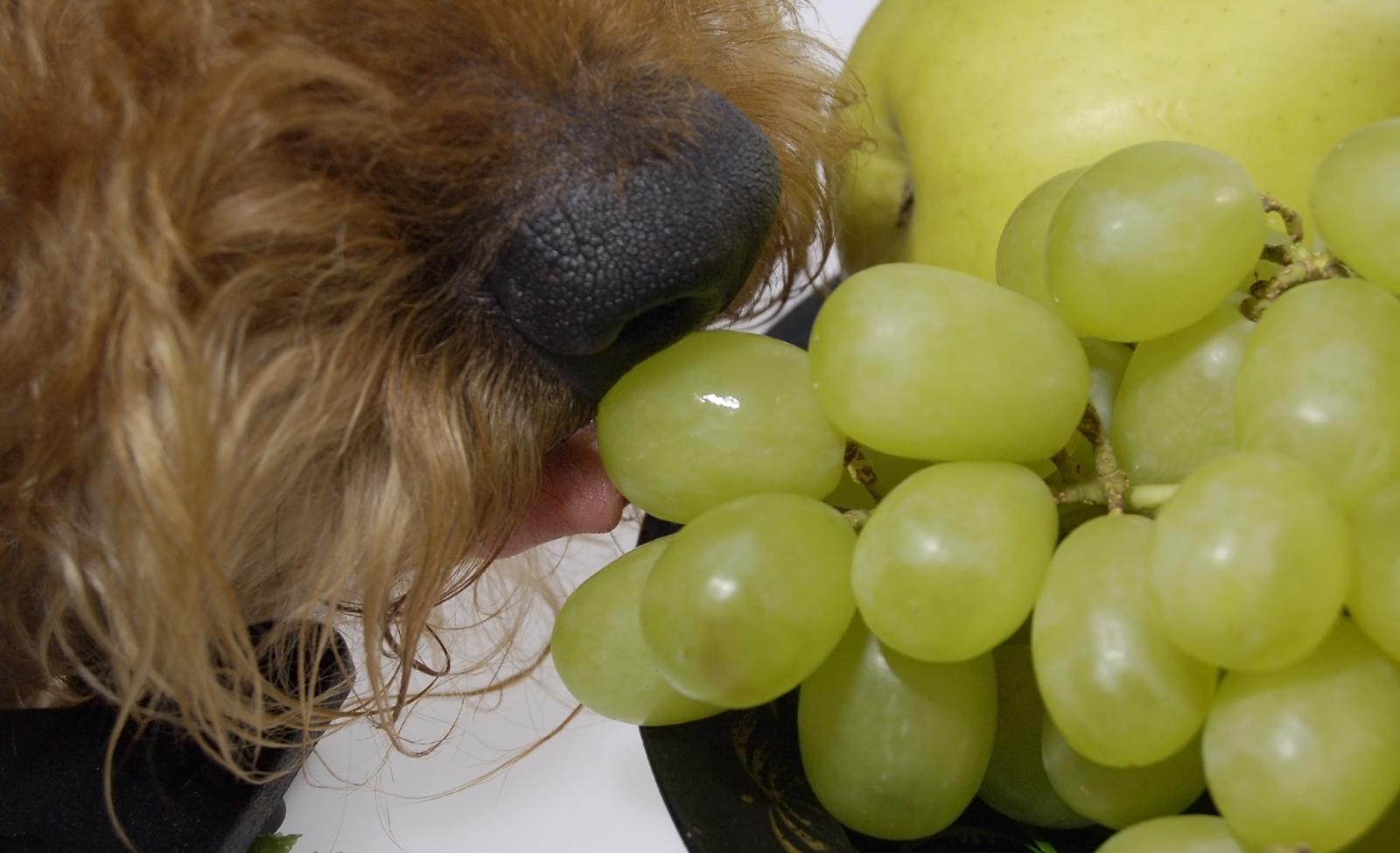 can-i-give-grapes-to-my-dog