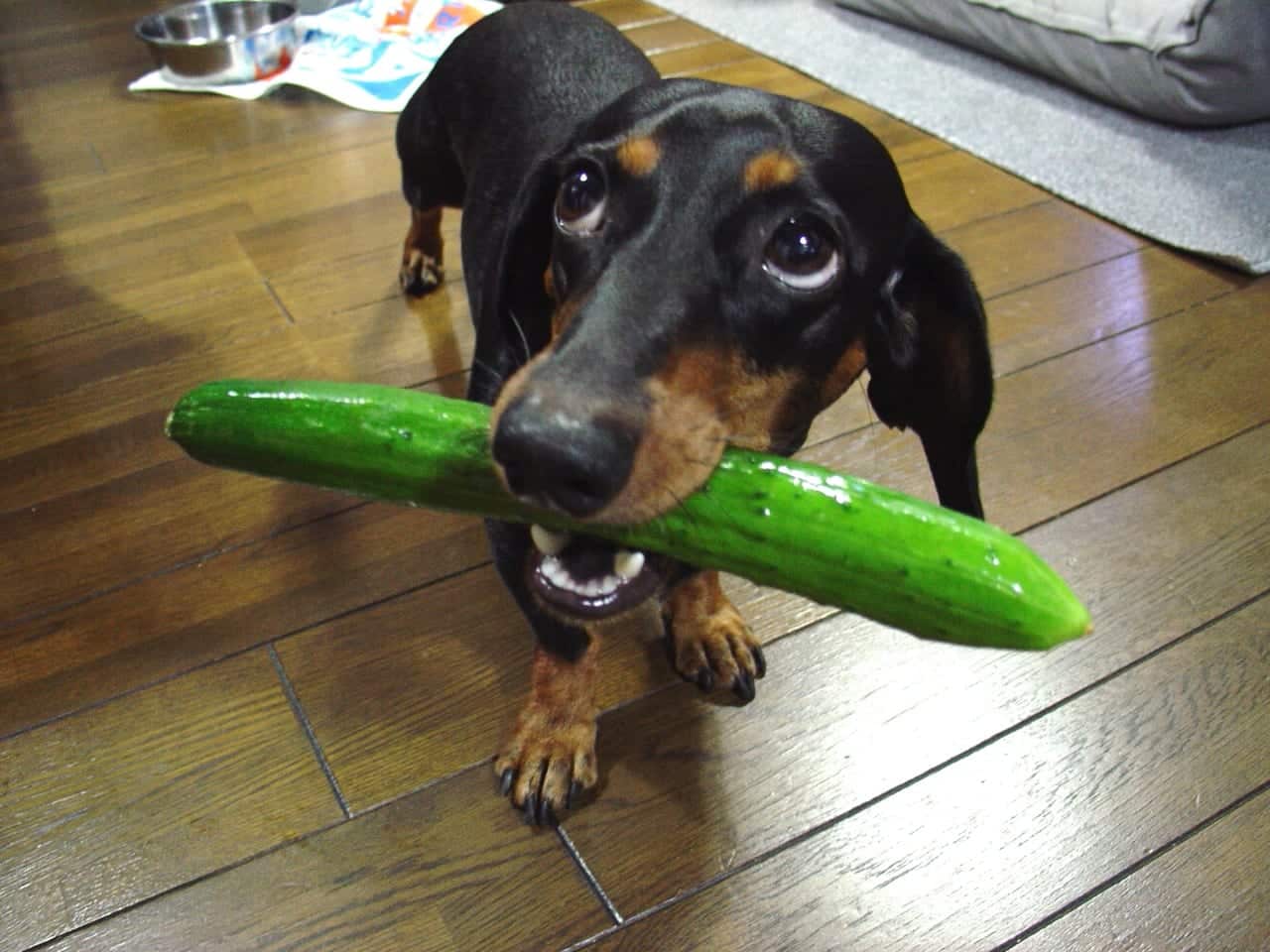 can-i-give-my-dog-cucumbers