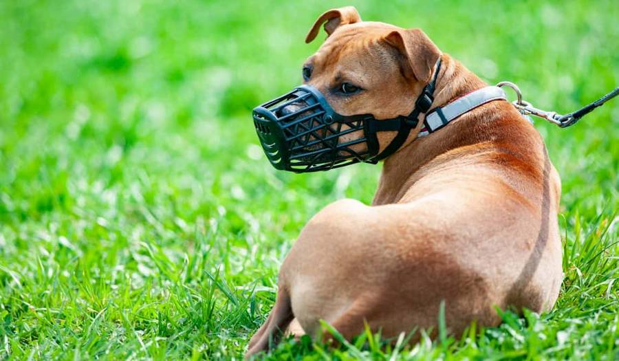 choose-muzzle-for-dog