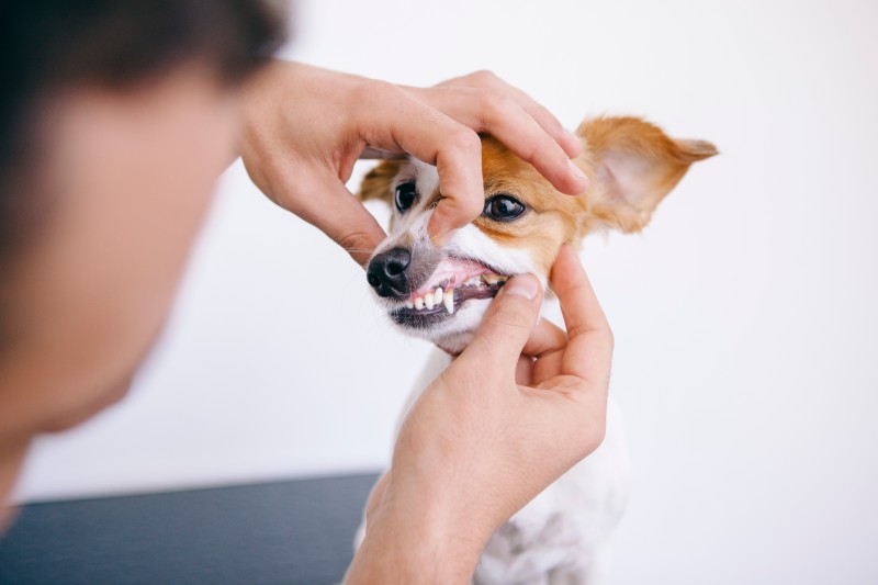 clean-your-dog's-teeth