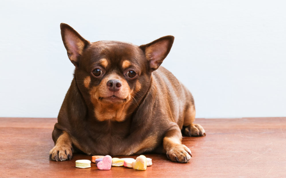 diabetes-dog-treats