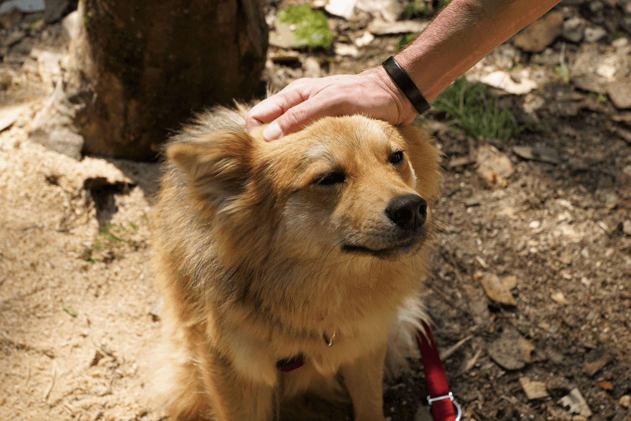 dog-positive-reinforcement-training