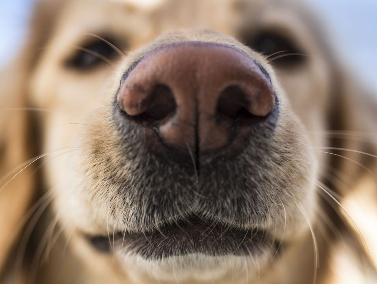 dry-nose-in-dogs