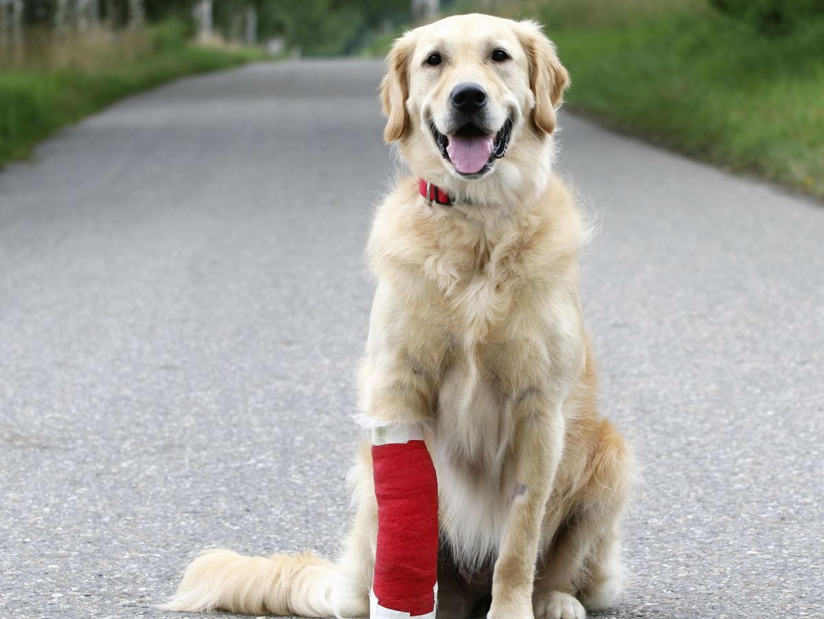 fracture-in-dogs