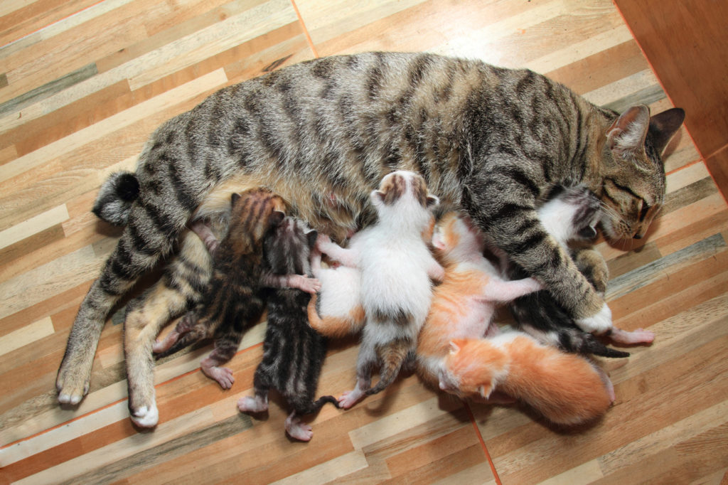gestation-cat