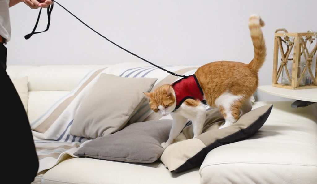 getting-cat-used-to-harness