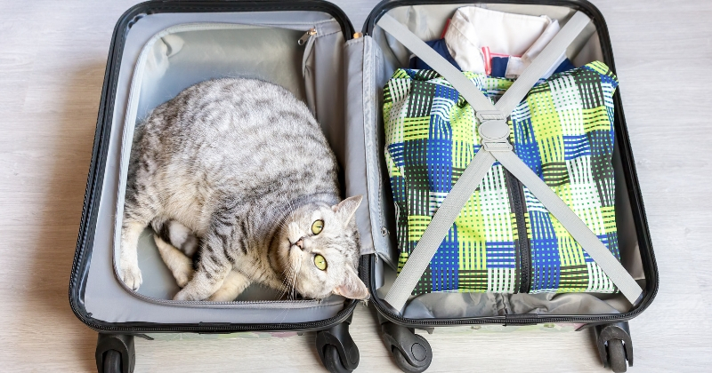 going-on-vacation-with-cat