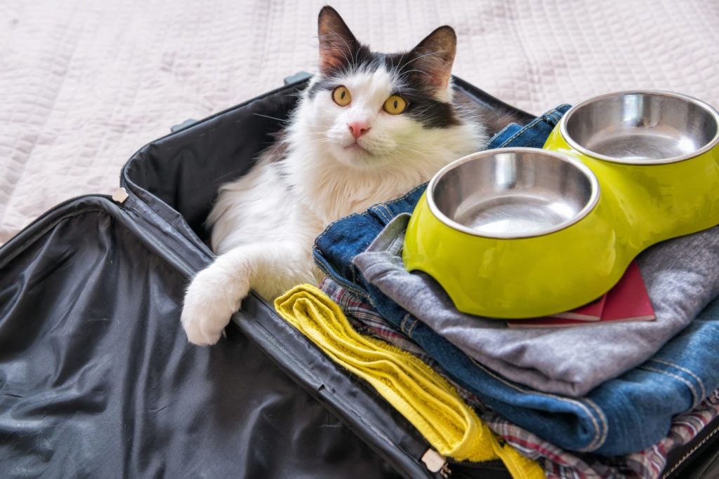 going-on-vacation-with-your-cat