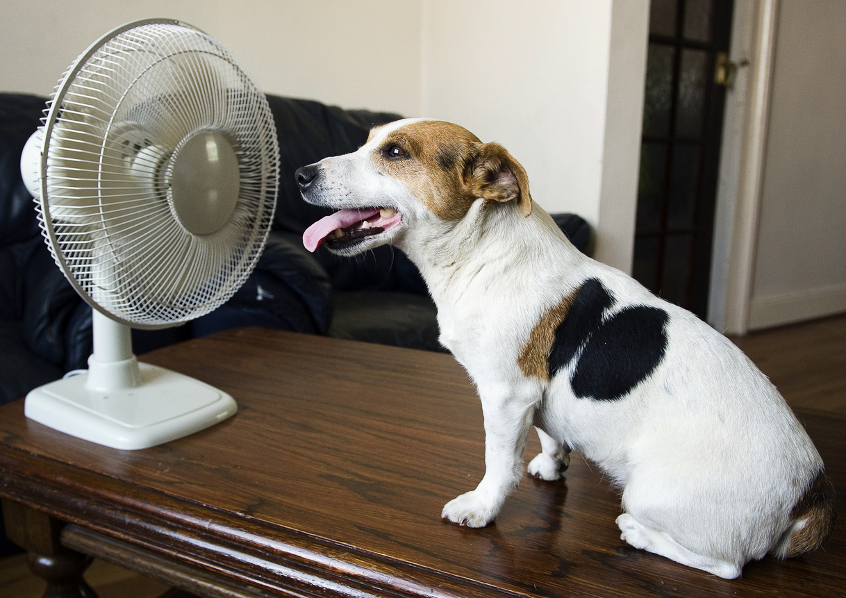 heat-stroke-dogs