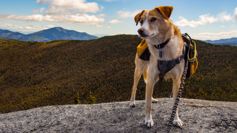 hiking-with-dog