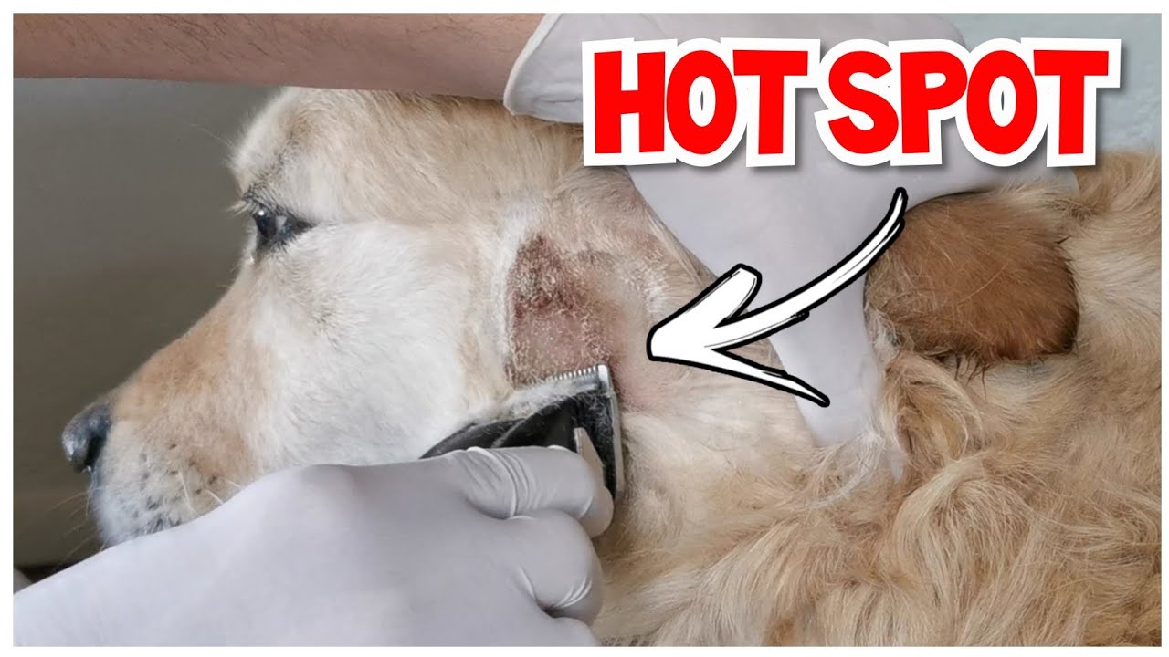 hot-spot-dog-home-remedy