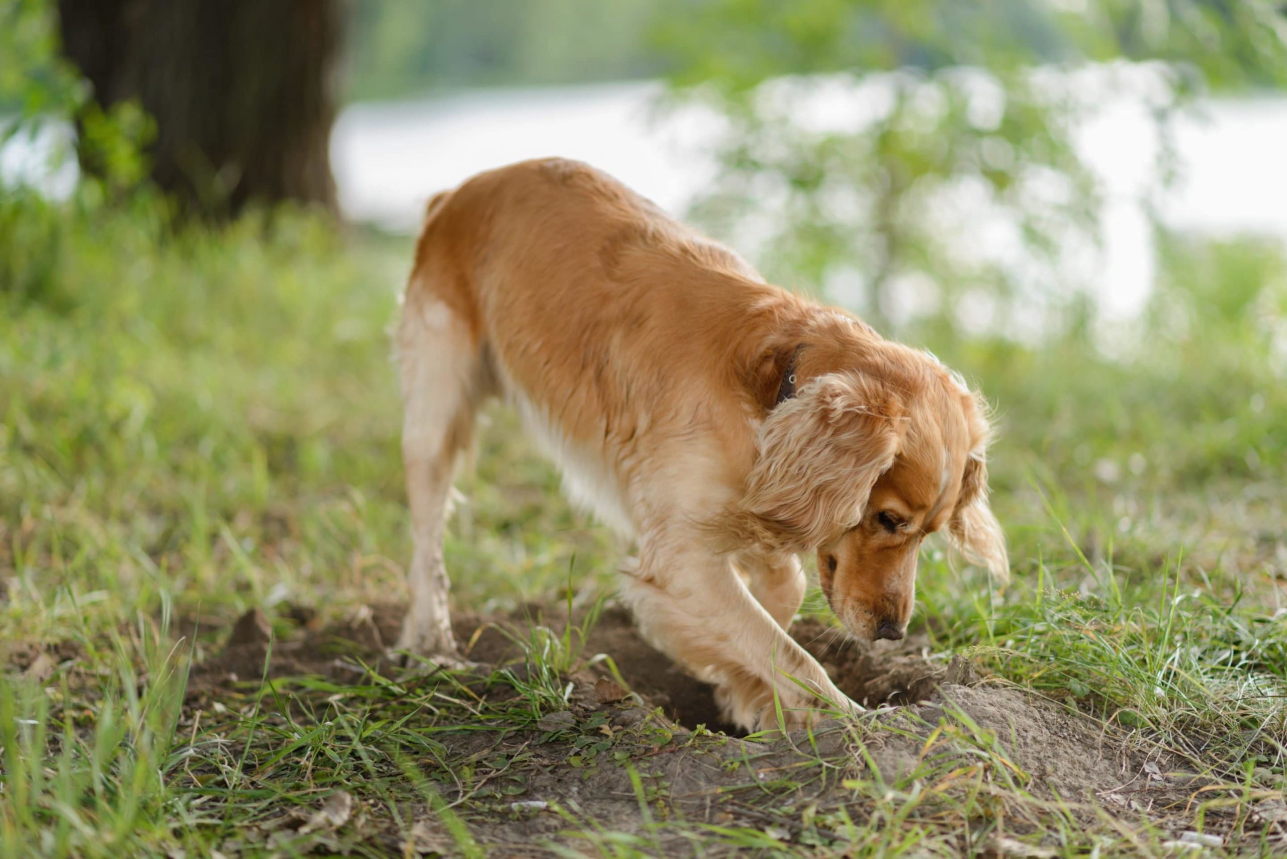 how-do-you-stop-dogs-from-digging-holes