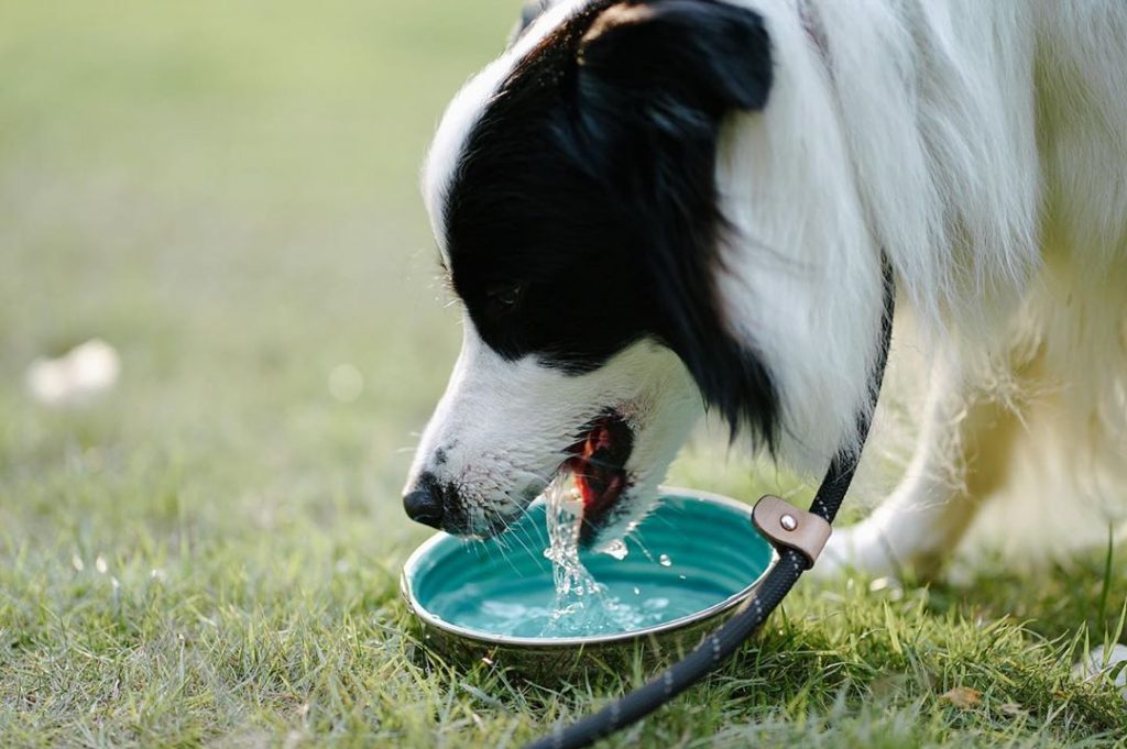 how-much-water-should-a-dog-drink-per-day