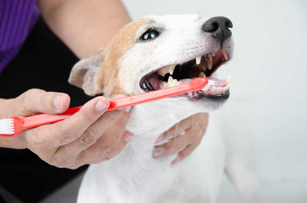 how-to-clean-your-dog's-teeth