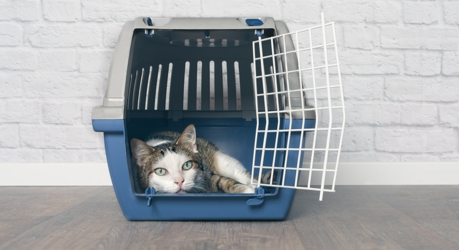 how-to-get-a-cat-into-a-carrier