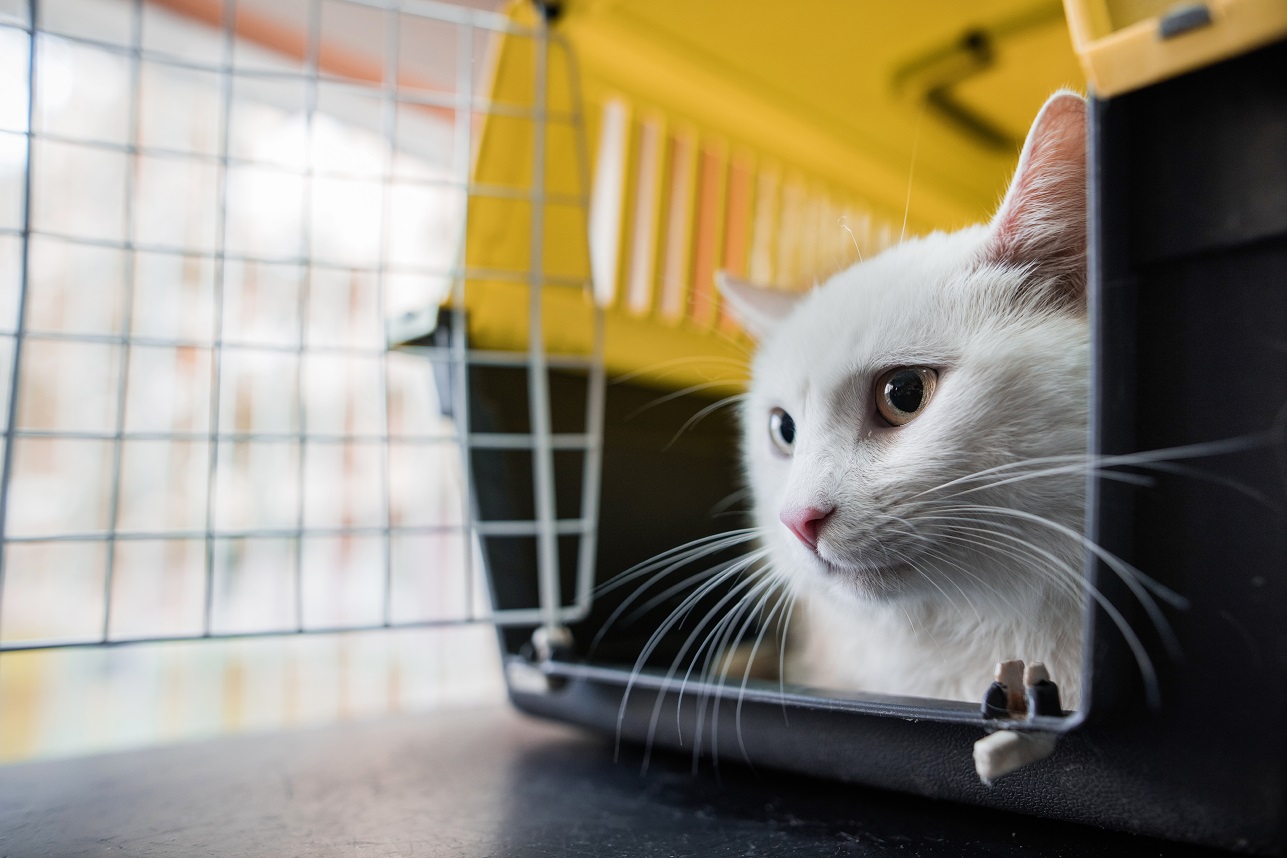 how-to-put-a-cat-into-a-carrier