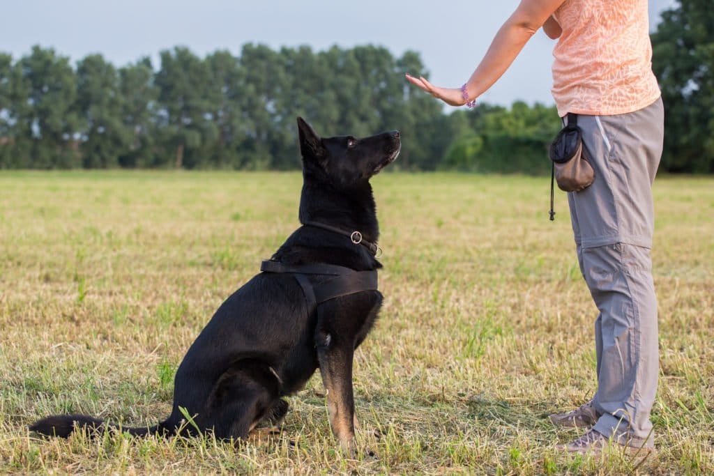 how-to-teach-your-dog-to-sit