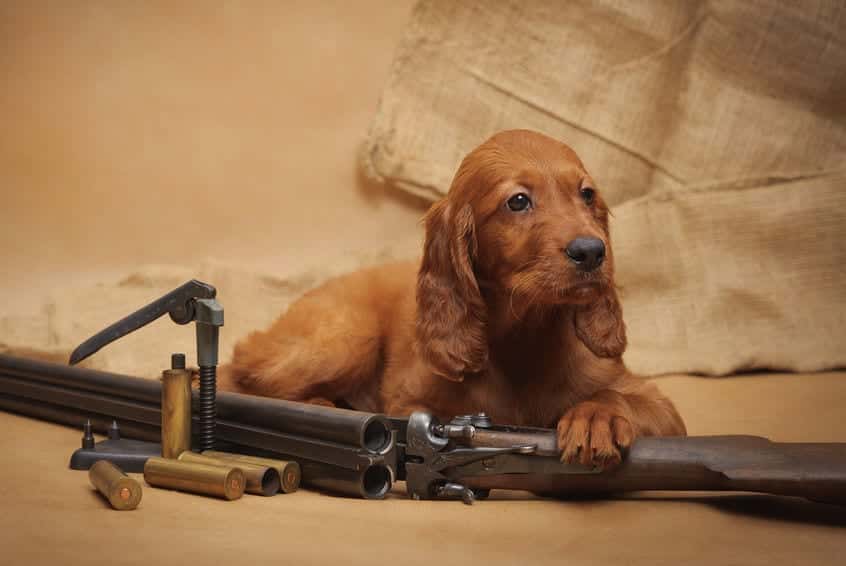 hunting-dog-puppy