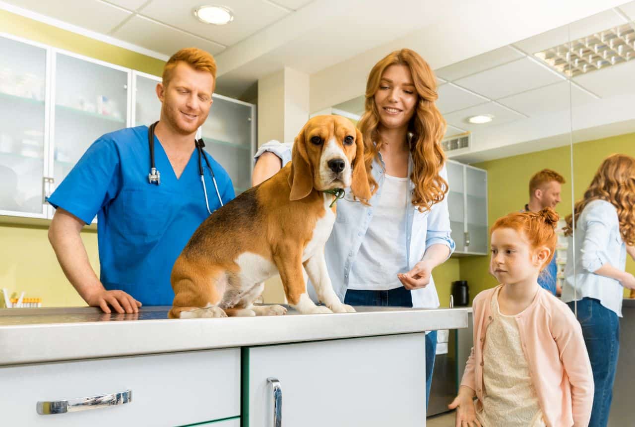 is-pet-insurance-worth-it-for-a-dog