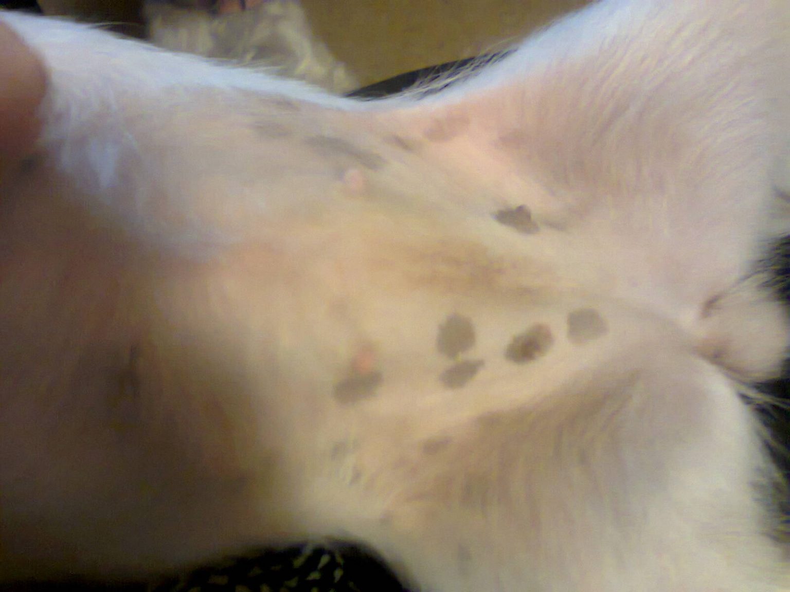 my-dog-has-black-spots-on-his-skin