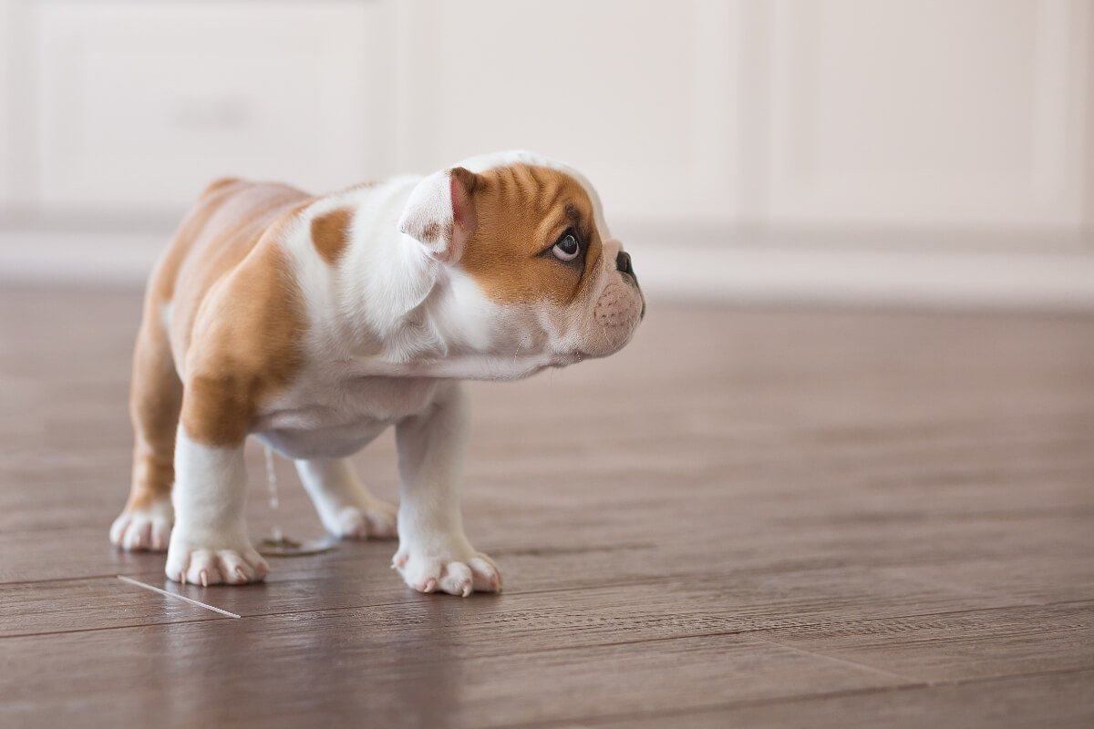 potty-training-a-puppy-tips