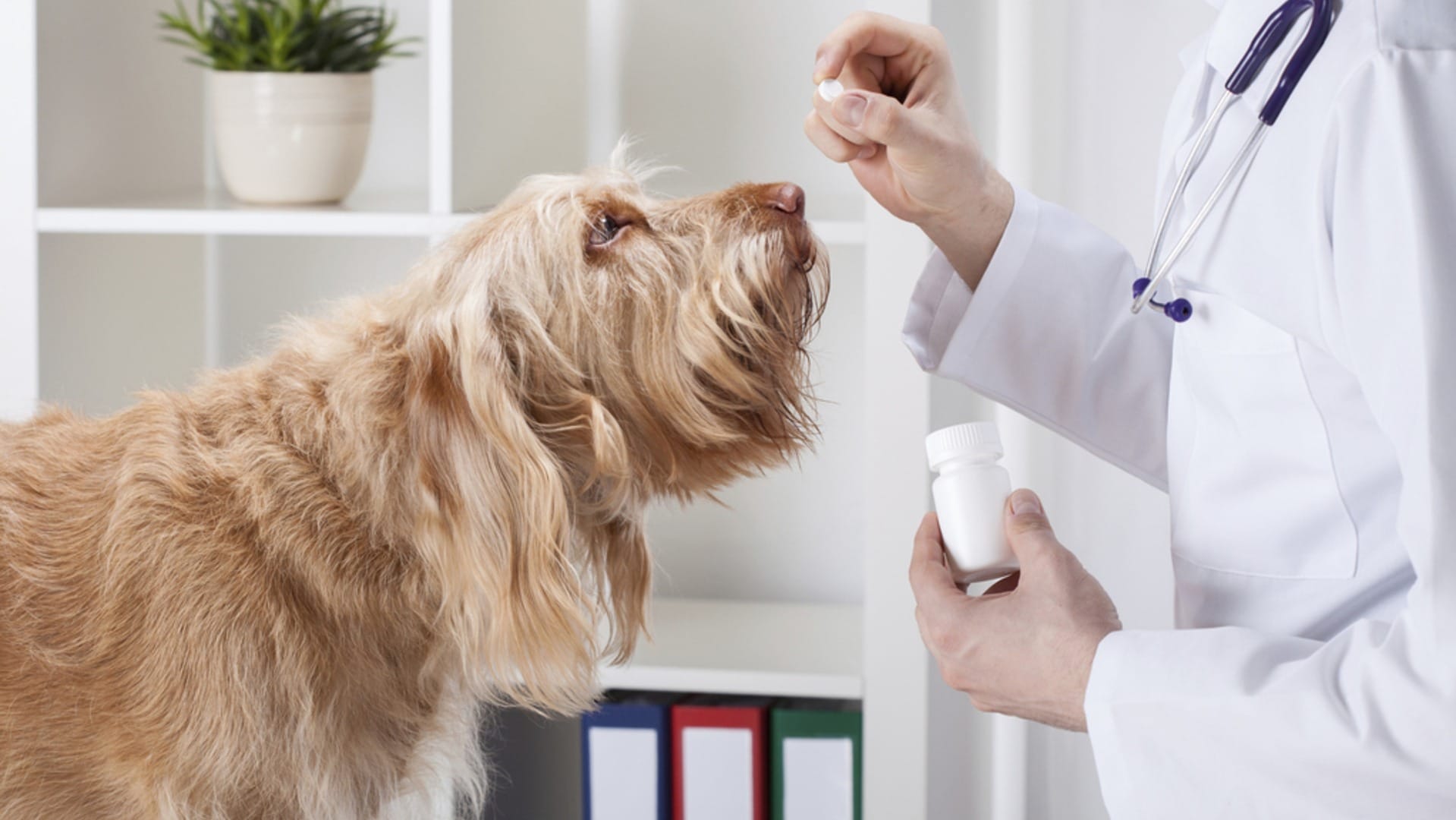 probiotics-for-dogs