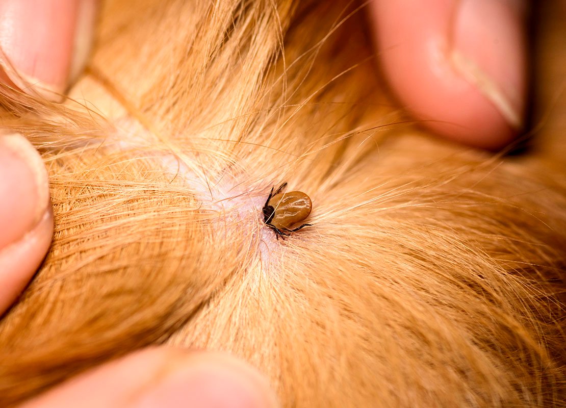 remove-ticks-from-dogs