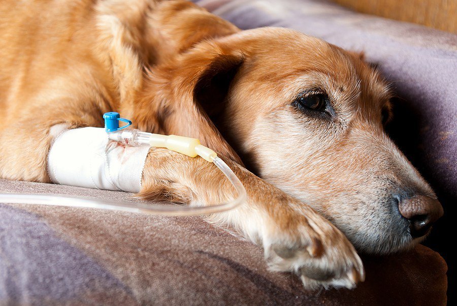 renal-failure-for-dogs