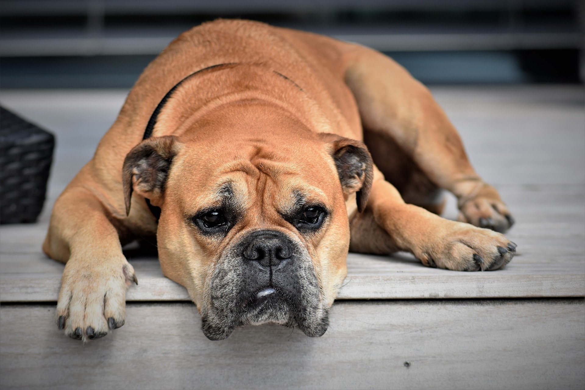 symptoms-of-hypothyroidism-in-dogs