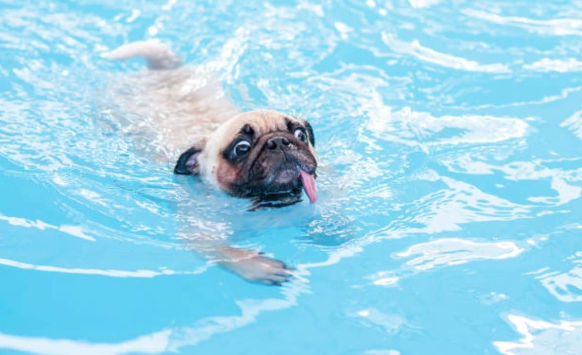 teach-your-dog-to-swim
