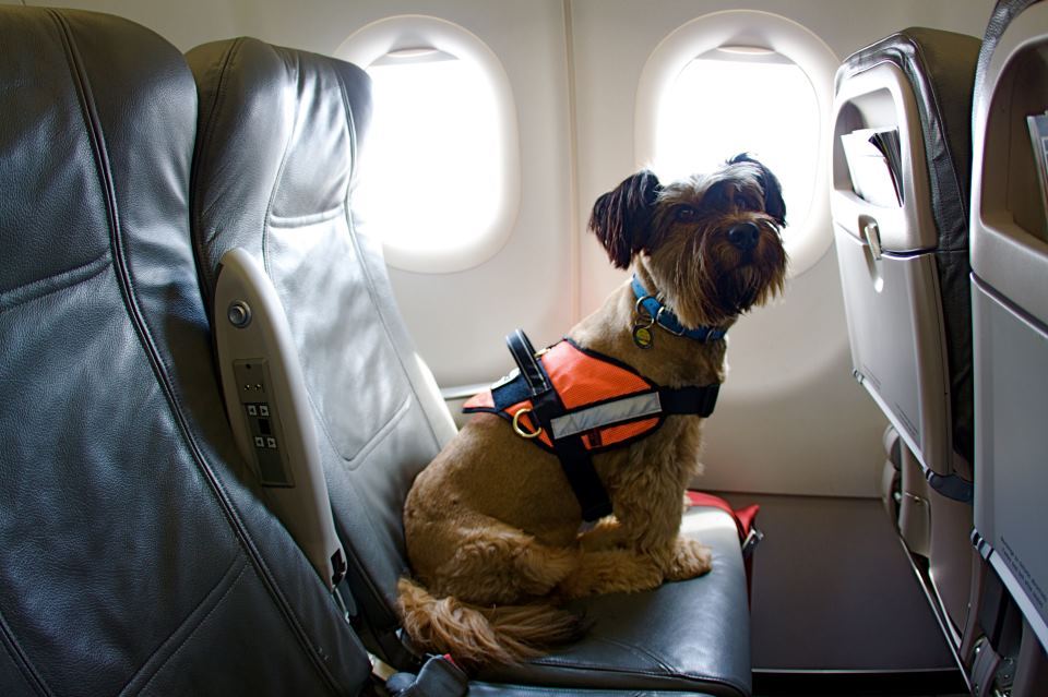 travel-with-a-dog-on-a-plane
