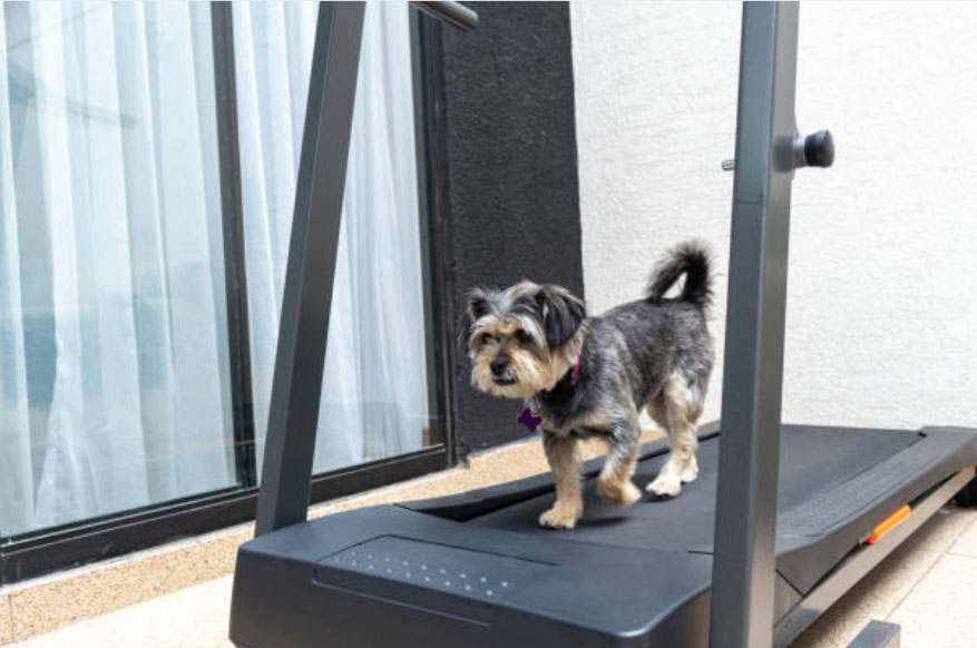 treadmill-for-dog