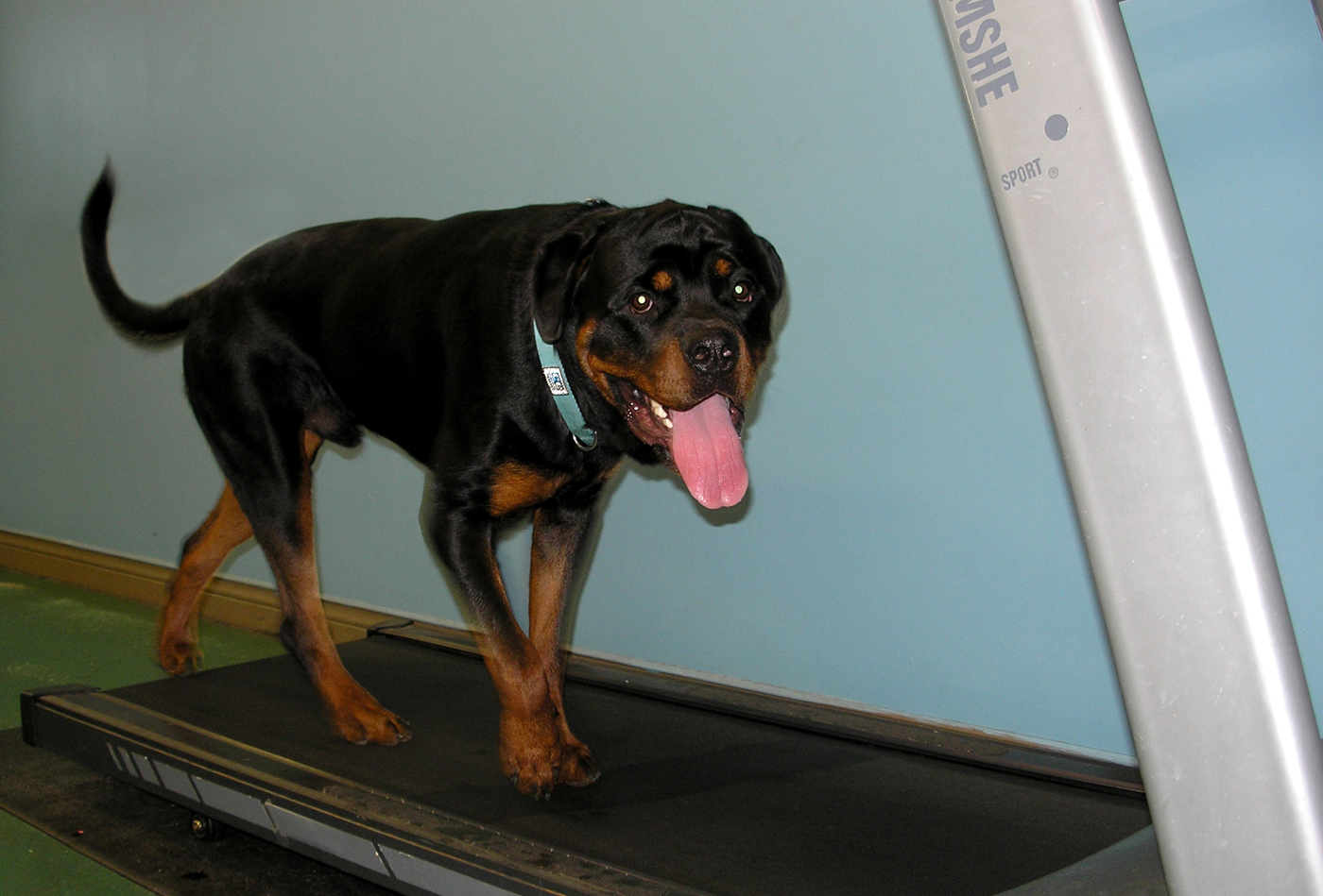 treadmill-for-dogs