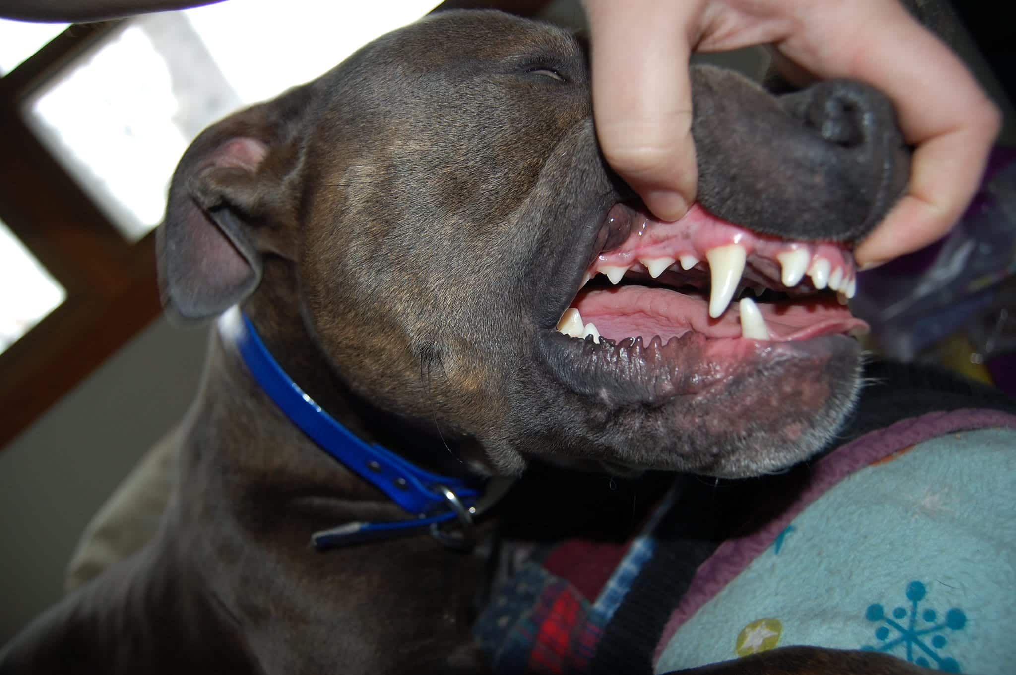 treatment-for-periodontal-disease-in-dogs