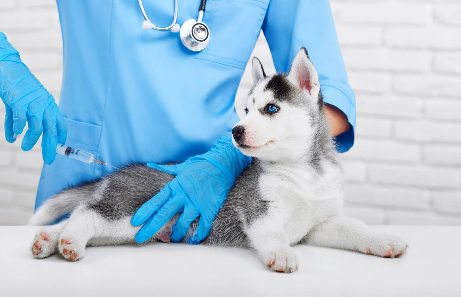 vaccines-for-dogs