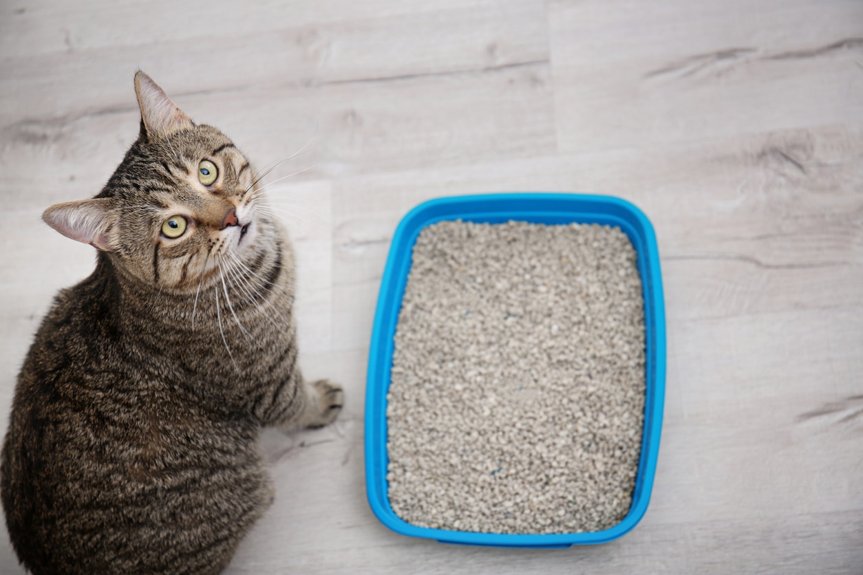 why-my-cat-poops-outside-the-litter-box