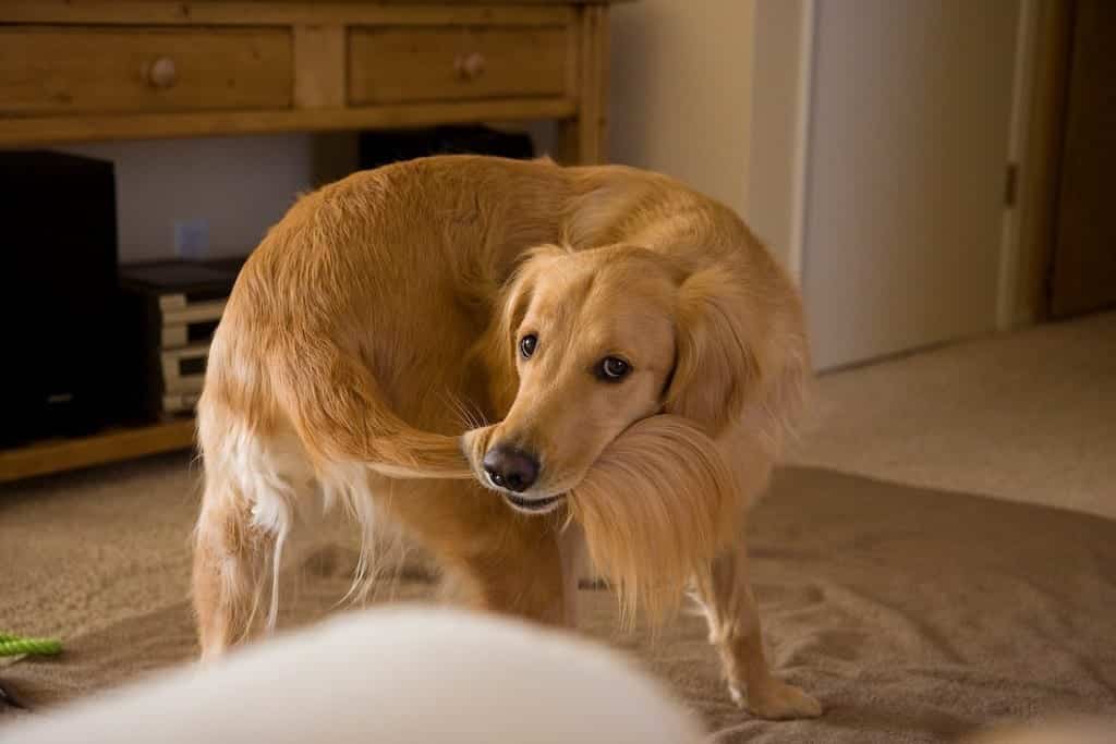 why-my-dog-bites-his-tail